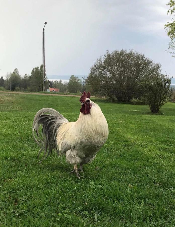 Det Gamla Panget Villa Tällberg Dış mekan fotoğraf